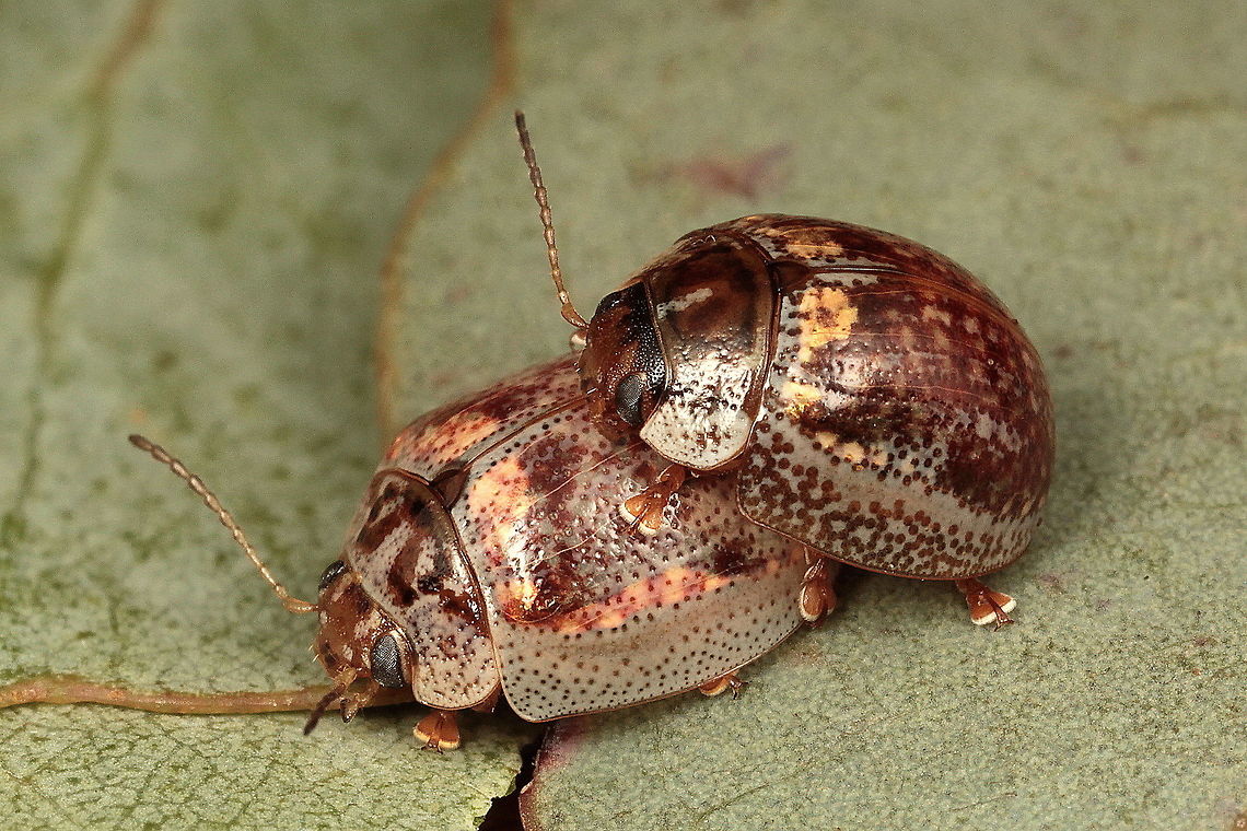 Paropsisterna m-fuscum <figure class="photo"><a href="https://www.jungledragon.com/image/38950/paropsisterna_m-fuscum.html" title="Paropsisterna m-fuscum"><img src="https://s3.amazonaws.com/media.jungledragon.com/images/2776/38950_thumb.JPG?AWSAccessKeyId=05GMT0V3GWVNE7GGM1R2&Expires=1769040010&Signature=GkWxIrqRAWZl4CLm1yrgapmmUWw%3D" width="200" height="152" alt="Paropsisterna m-fuscum  Australia,Geotagged,Paropsisterna m-fuscum,Spring,paropsisterna m fuscum" /></a></figure>  Australia,Geotagged,Paropsisterna,Paropsisterna m-fuscum,Spring