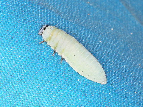 Paropsisterna m-fuscum  Australia,Geotagged,Paropsisterna m-fuscum,Spring,paropsisterna m fuscum