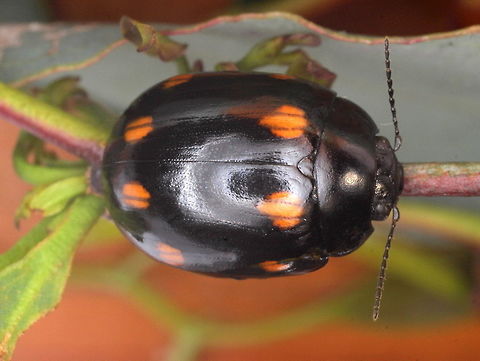 Paropsisterna octosignata Eight spots.  Scarce.  Nocturnal.  Victorian.  Orange or red (alpine) spotted.   Australia,Eight Marked leaf beetle,Geotagged,Paropsisterna,Paropsisterna octosignata,Winter