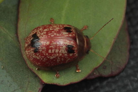 Paropsisterna atalanta A small variable beetle common at high altitude along the east coast.  It is distinguished by strong elytral interstitial punctuations. Australia,Geotagged,Paropsisterna,Paropsisterna atalanta,Spring