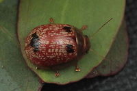 Paropsisterna atalanta A small variable beetle common at high altitude along the east coast. It is distinguished by strong elytral interstitial punctuations. Australia,Geotagged,Paropsisterna,Paropsisterna atalanta,Spring