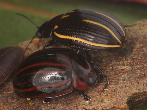 Paropsisterna lineata (and P. nigerrima) Together with Paropsisterna nigerrima (var.) alternata in the foreground.  These are nocturnal and usually found under bark.
Paropsisterna lineata is rather different to most Paropsisterna, being less convex, more elongate ovate, deeply seriate with convex interstices.    Australia,Geotagged,Paropsisterna,Paropsisterna lineata,Winter