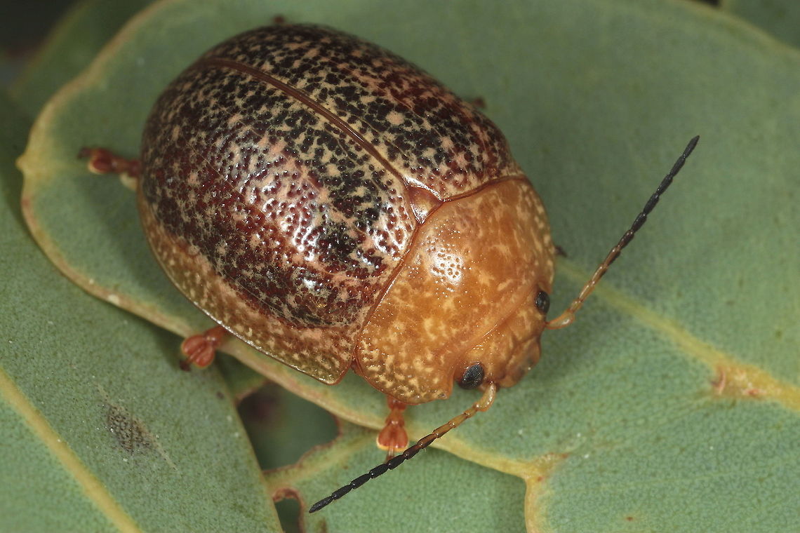 Paropsis wilsoni A small convex Paropsis species widespread across all states except Tasmania and much of Victoria, preferring inland habitats. Australia,Fall,Geotagged,Paropsis,Paropsis wilsoni