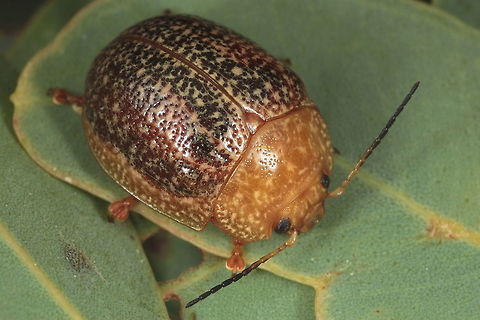 Paropsis wilsoni A small convex Paropsis species widespread across all states except Tasmania and much of Victoria, preferring inland habitats. Australia,Fall,Geotagged,Paropsis,Paropsis wilsoni