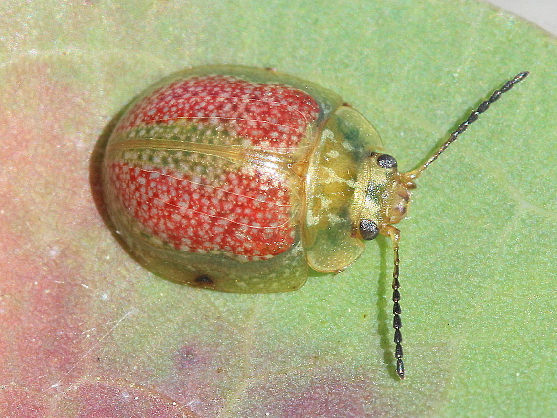 Paropsisterna fastidiosa A small paropsisterna leaf beetle which is variable and widespread in Tasmania and victoria.  There is usually some gold pattern on the pronotum and head.  The base color is green and most of the cell of the elytra is red.   The antennae are black along most of the length.    Australia,Geotagged,Paropsisterna,Paropsisterna fastidiosa,Winter