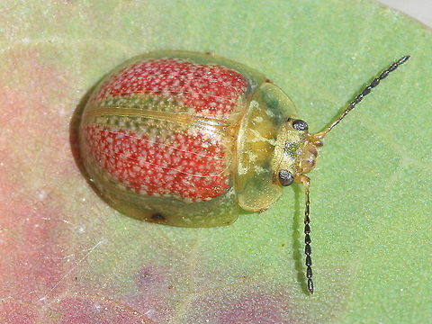 Paropsisterna fastidiosa A small paropsisterna leaf beetle which is variable and widespread in Tasmania and victoria.  There is usually some gold pattern on the pronotum and head.  The base color is green and most of the cell of the elytra is red.   The antennae are black along most of the length.    Australia,Geotagged,Paropsisterna,Paropsisterna fastidiosa,Winter