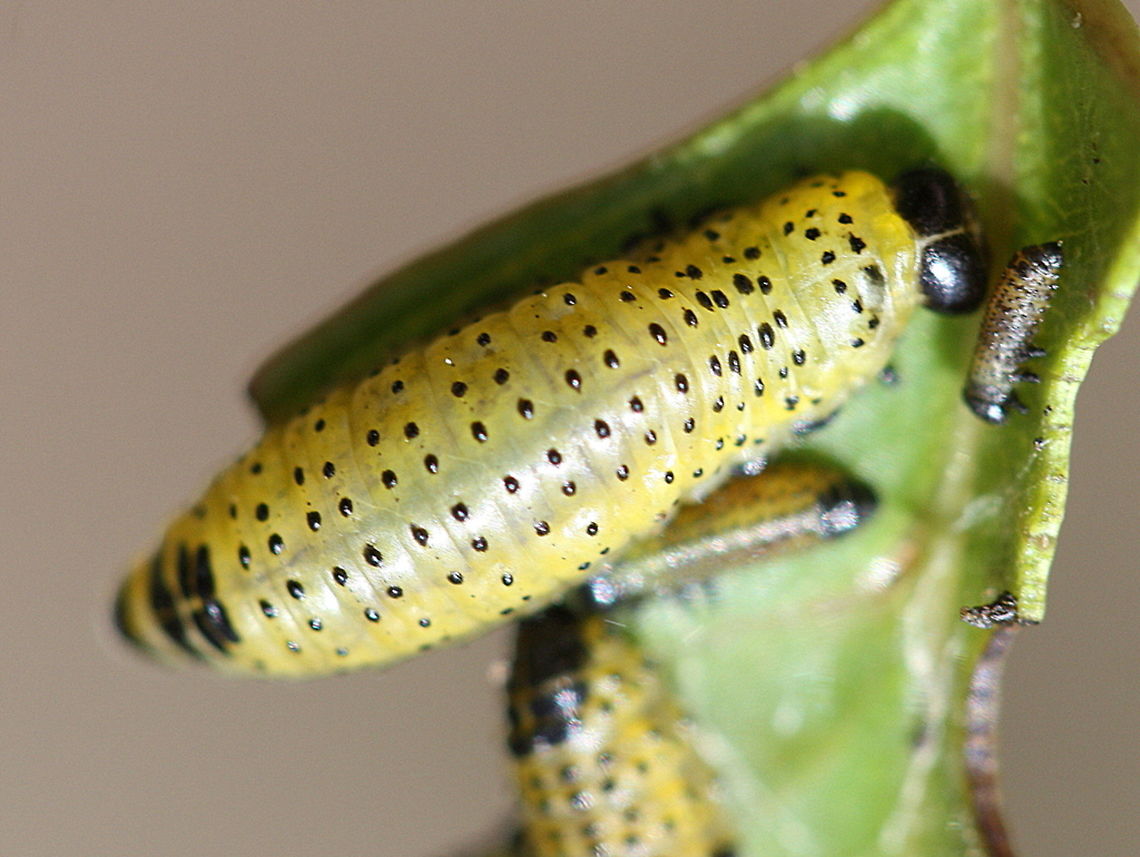 Paropsisterna fastidiosa larvae  Australia,Geotagged,Paropsisterna,Paropsisterna fastidiosa,Spring