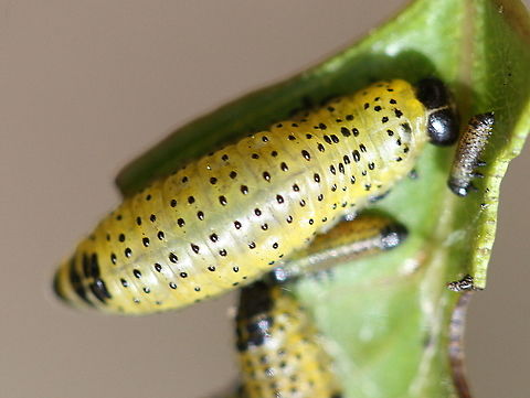 Paropsisterna fastidiosa larvae  Australia,Geotagged,Paropsisterna,Paropsisterna fastidiosa,Spring