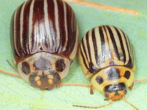 Paropsisterna lignea (with Paropsisterna_sp112) Paropsisterna lignea (lignea in latin refers to wooden).  This beetle is common alpine and quite variable.  It may be without the pronotal spots.  It might be without lateral stripes.  It might be without alternate interstitial coloring.  
The large beetle is undetermined, undescribed as far as I can tell.  The head bears deep grooves.  The antennomeres are fine.  The interstices are without puncturations, the striate puncturations are strongly asymmetrical (zigzag).  These two paropsine beetles, upon closer inspection are not even similar.    
https://www.jungledragon.com/image/37113/paropsisterna_lignea_mt_wombargo.html
http://www.jungledragon.com/image/37114/paropsisterna_lignea_omeo.html  Australia,Geotagged,Paropsisterna,Paropsisterna lignea,Summer