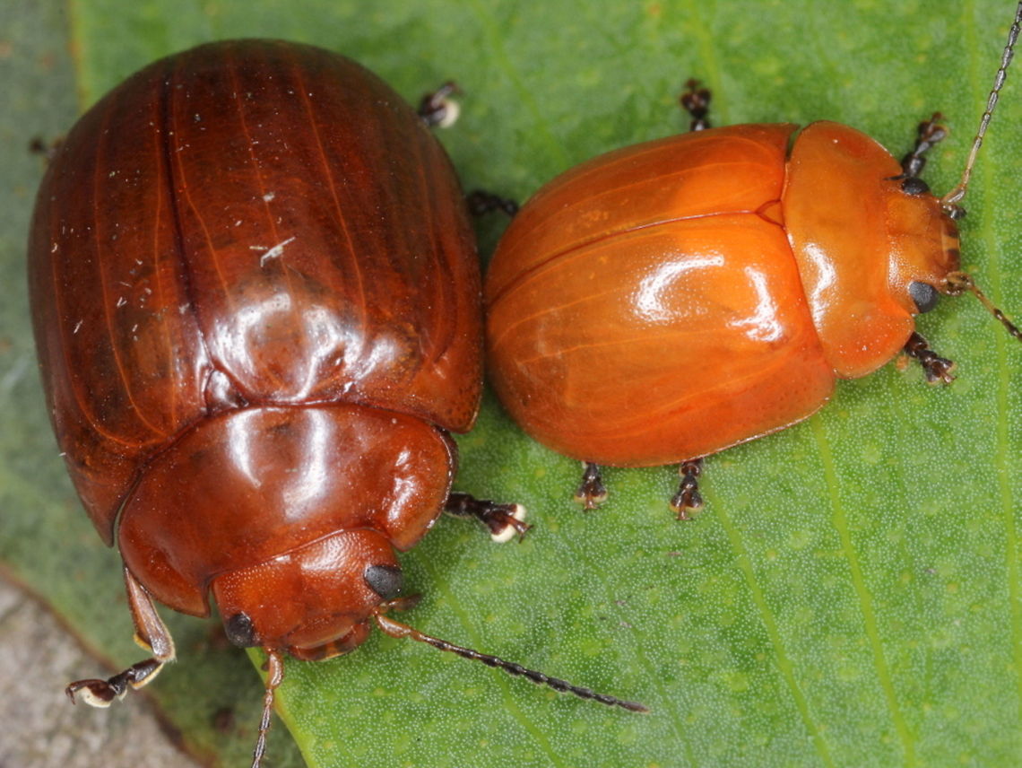 Paropsisterna aequalis (and P. brunnea) The small beetle is described as Paropsisterna aequalis. Blackburn considers it to be synonymous with P. stygia which occurs in striped forms and black. This might be the pale form of P. stygia but the determination has not been made and this taxon is currently valid. <br />
The large beetle is Paropsisterna brunnea. P. stygia, and indeed this P. aequalis have carinate elytral suture and fine fovea, consistently smaller size and orange instead of brown. These two beetles are distinctively different. Australia,Geotagged,Paropsisterna,Paropsisterna aequali,Paropsisterna aequalis,Summer