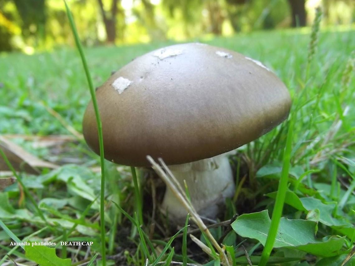 Amanita phalloides (Death Cap) The &#039;Death Cap&quot; looks good to eat.  Not so.  In Australia this can be found in parks and gardens under exotic trees, oak, in this case.  It is sometimes responsible for deaths.   Amanita phalloides,Australia,Geotagged