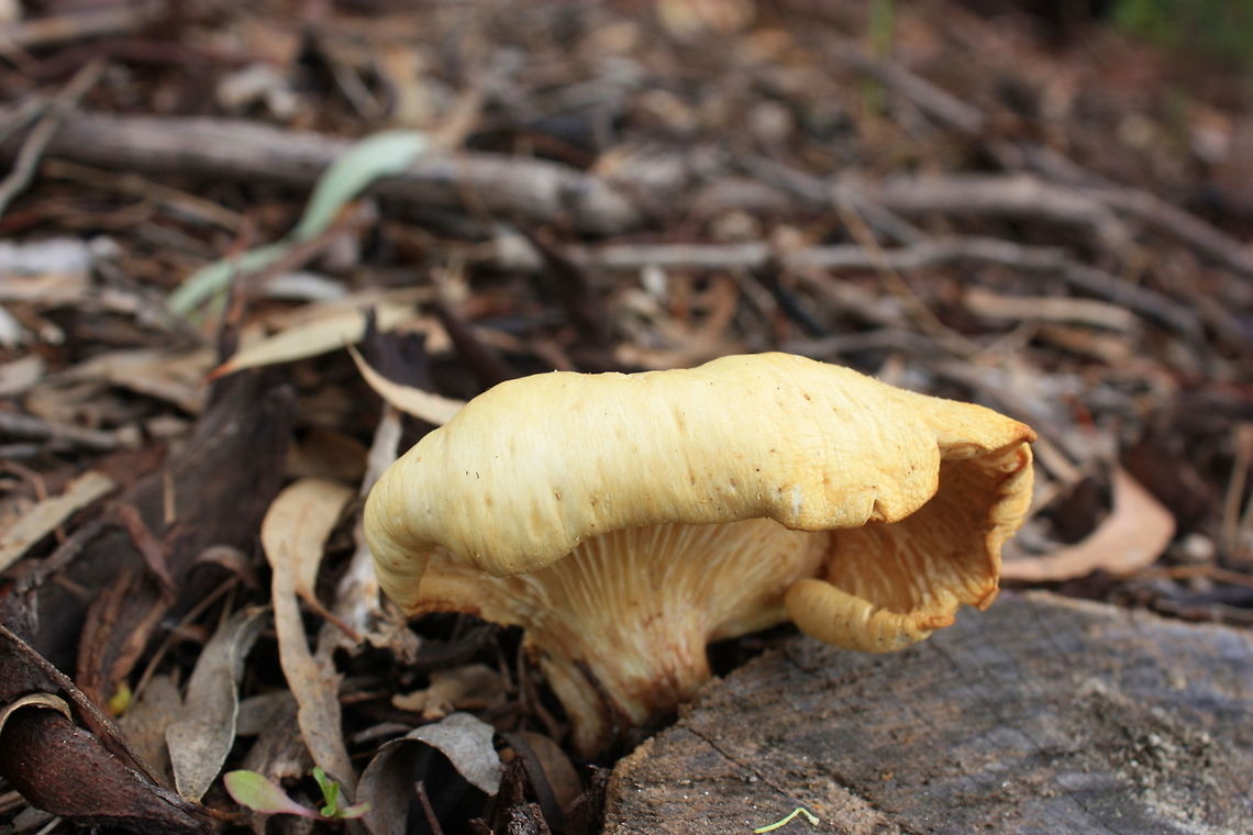Omphalotus nidiformis ( Ghost Fungus ) A highly toxic fungus from southern Australia with an eeries reputation of glowing in the dark.  Australia,Geotagged,Omphalotus nidiformis,Winter