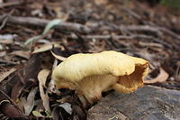 Omphalotus nidiformis ( Ghost Fungus ) A highly toxic fungus from southern Australia with an eeries reputation of glowing in the dark.  Australia,Geotagged,Omphalotus nidiformis,Winter