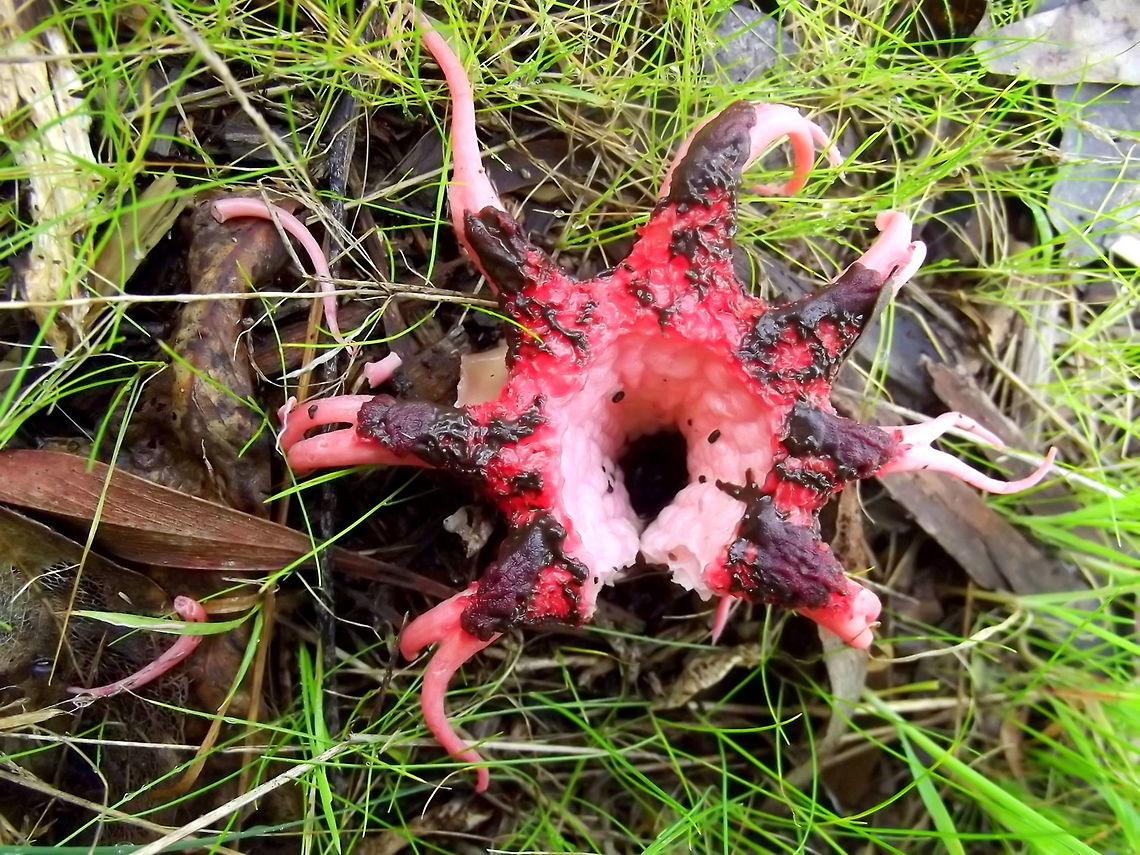 Aseröe rubra A very smelly fungus which attracts flies to disperse its spores.  This one is a bit older than the specimen in the description box.   Anemone stinkhorn,Aseroe rubra,Australia,Geotagged,Summer