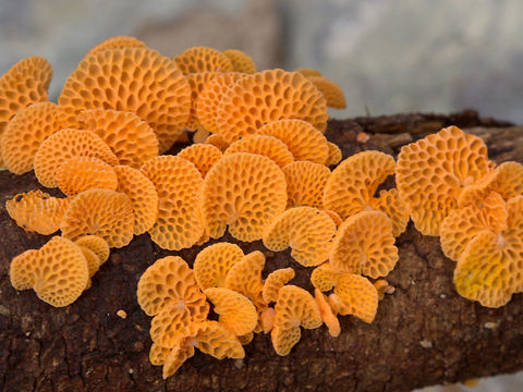 Favolaschia calocera The attractive Orange Pore Fungus is exotic but has rapidly become widespread. Australia,Fall,Favolaschia calocera,Geotagged,Orange Pore Fungus