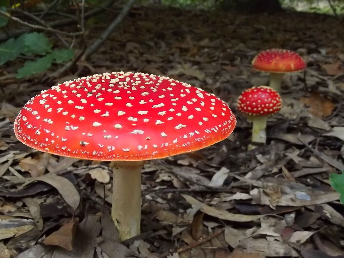 Fly Agaric  (Amanita muscaria) Amanita muscaria is everyone's favorite mushroom but not to be trifled with. Found in Australia only under exotic trees   including pines and deciduous species, oak in this case.   Amanita muscaria,Australia,Fly agaric,Geotagged,Summer