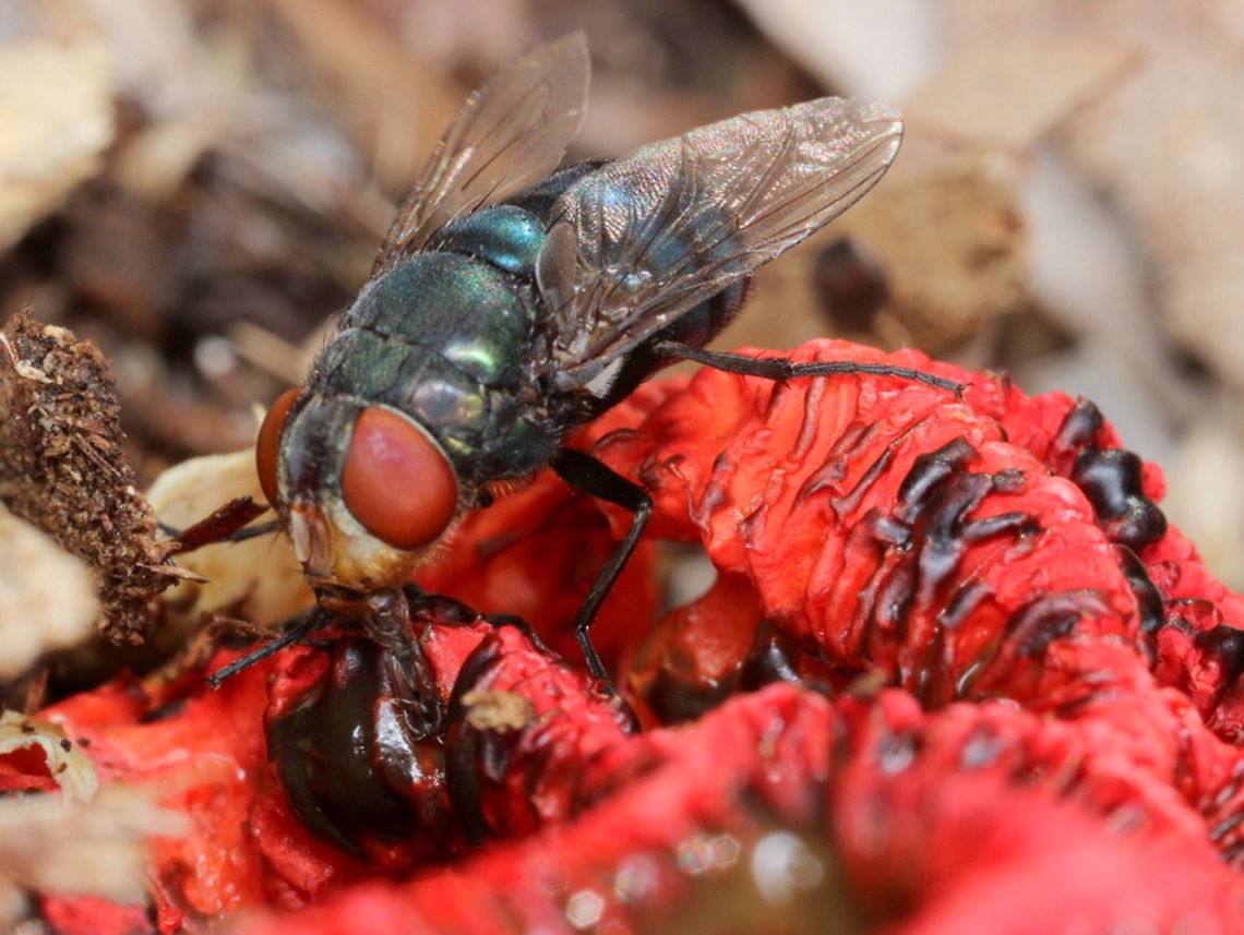 Stinkhorn attracting a fly. The stinkhorn is a &#039;crabpot&#039; stinkhorn forming an enclosed basket.  This one is older and has collapsed, as they do.  There are two species in Australia and this species appears to be common around Brisbane.    <br />
<a href="https://megoutlook.org/2010/06/05/stinkhorn-fungi/" rel="nofollow">https://megoutlook.org/2010/06/05/stinkhorn-fungi/</a> <br />
I have not determined the fly.   It is possibly a blowfly. Australia,Colus pusillus,Fall,Geotagged,Stinkhorn