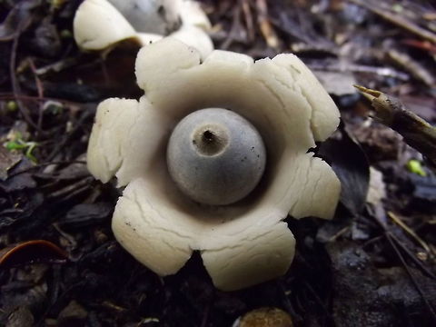Geastrum saccatum A cluster of balls with tough skin splitting open to form star shapes. The petals evert and lift the star from the mycelium below. The central capsule is exposed to disseminate spores. Australia,Geastrum saccatum,Geotagged,Rounded earthstar,Summer