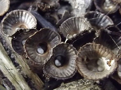 birds nest fungus (Cyathus striatus)  Australia,Cyathus striatus,Fall,Fluted bird's nest,Geotagged