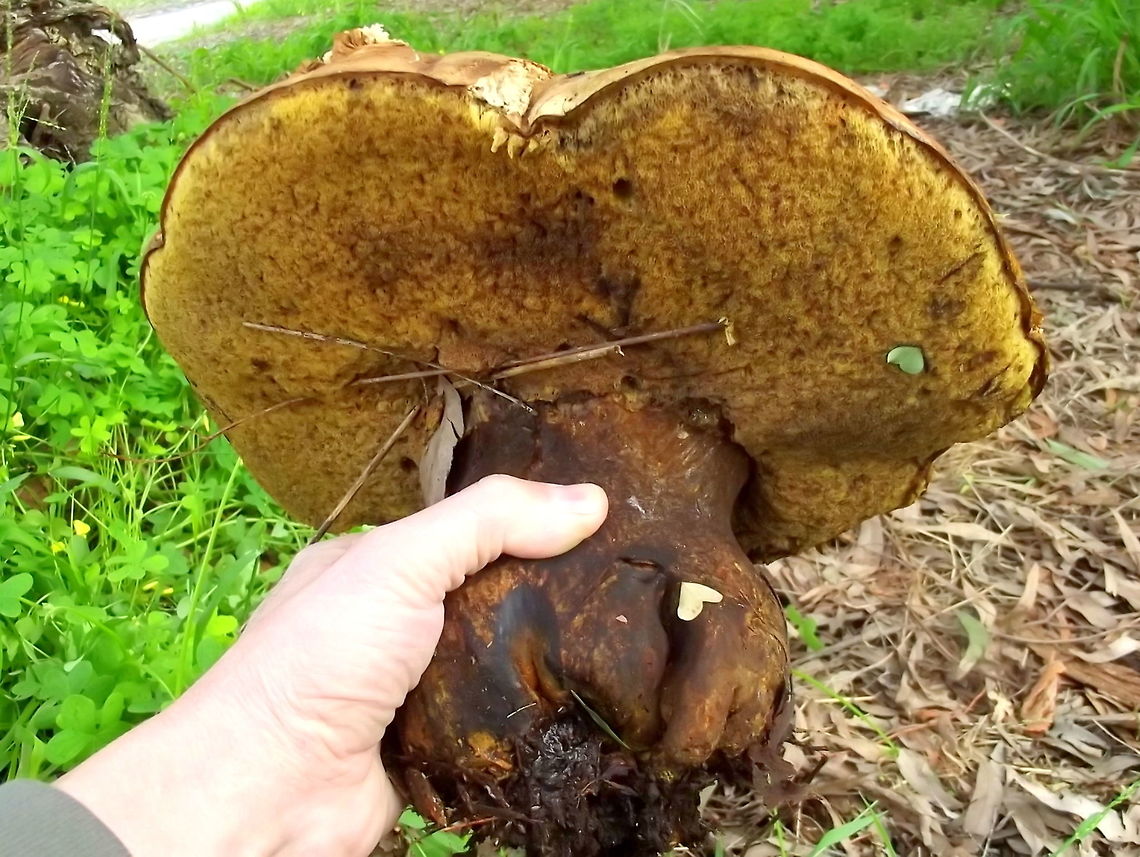 Bolete  (Phlebopus marginatus) This was found under pines.     Australia,Geotagged,Phlebopus marginatus,Summer