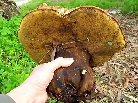 Bolete  (Phlebopus marginatus) This was found under pines.     Australia,Geotagged,Phlebopus marginatus,Summer