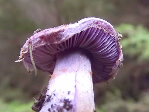 Purple cortinar (Cortinarius lavendulensis)  Australia,Cortinarius lavendulensis,Fall,Geotagged,Lavender cortinarius