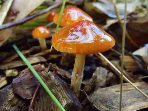 Redlead Roundhead (Leratiomyces ceres) A cute cluster of orange mushroom on woodchips glistening after rain. Australia,Geotagged,Leratiomyces ceres