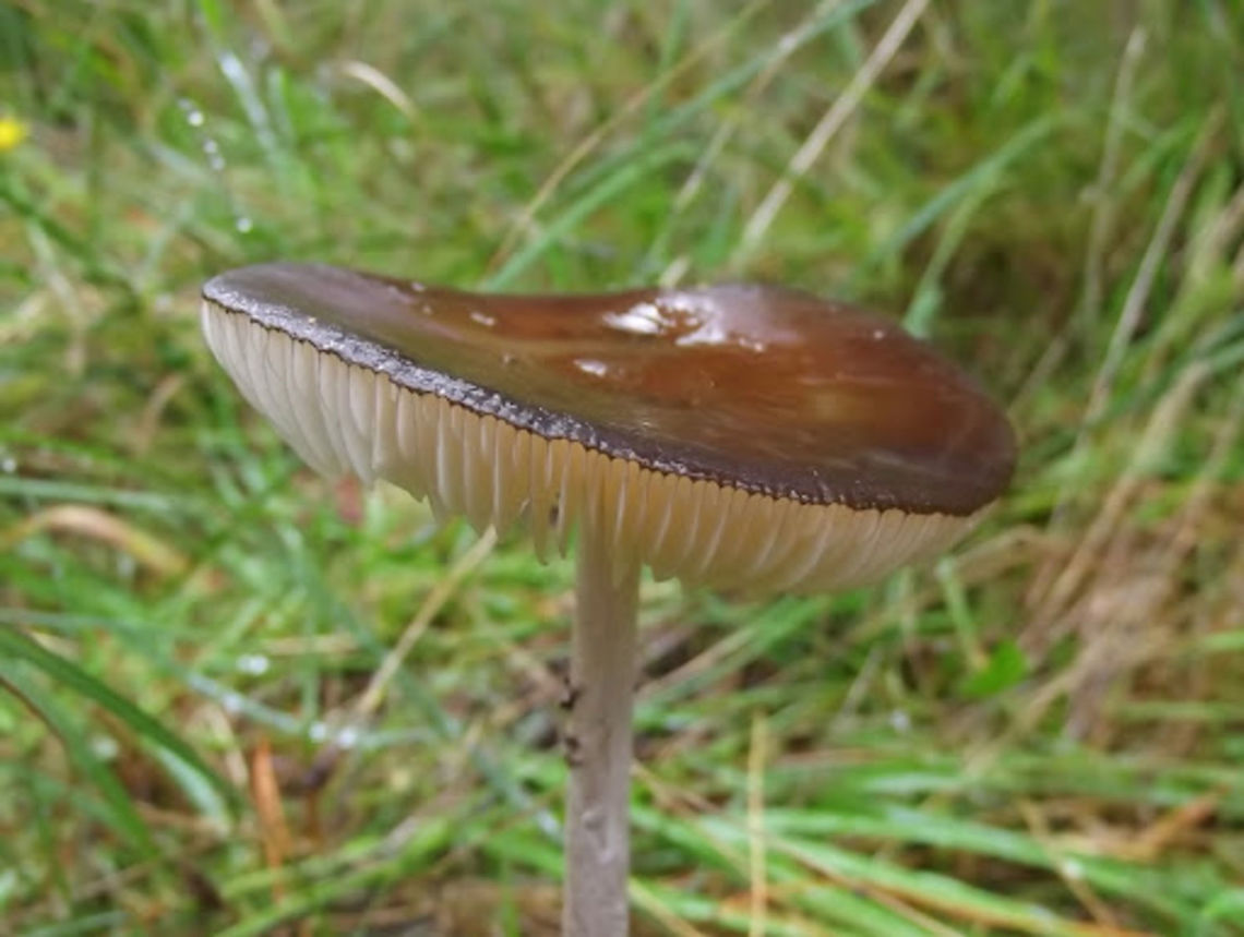 Rooting Shank (Xerula_sp.)  Australia,Geotagged,Xerula australis