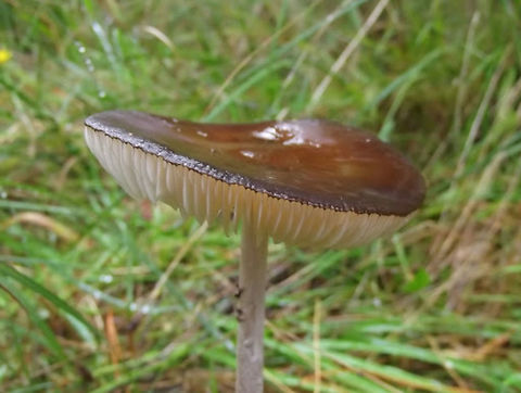 Rooting Shank (Xerula_sp.)  Australia,Geotagged,Xerula australis