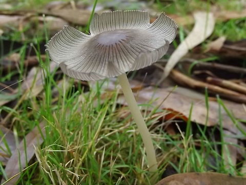 Ink Cap (Coprinopsis lagopus)  Australia,Coprinopsis lagopus,Geotagged,Summer