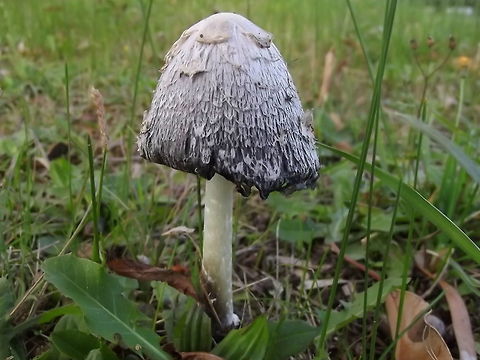 Shaggy Ink-cap (Coprinus comatus) Found on lawn beside a suburban street.   Australia,Coprinus comatus,Geotagged,Shaggy ink cap,Summer