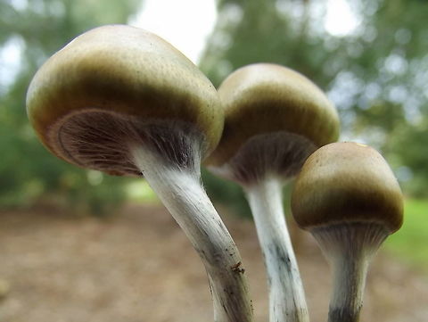 Golden Tops  ( Psilocybe subaeruginosa ) This cluster of golden capped mushrooms when young have persistent fibres extending to the stipe and concealing the gills.    This is a psychedelic mushroom.   Australia,Fall,Geotagged,Psilocybe subaeruginosa