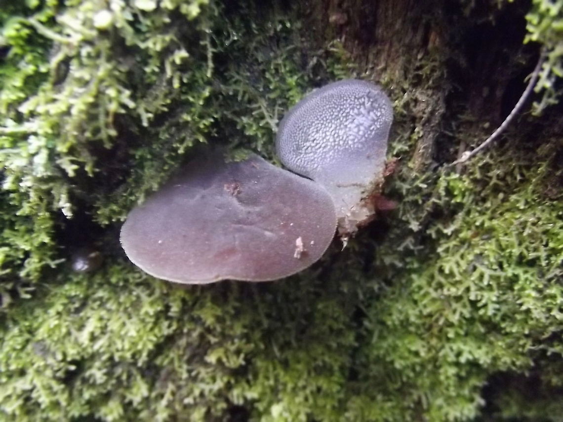 DSCF7103 The pilleus section is positioned to illustrate the underside.   Australia,Geotagged,Summer