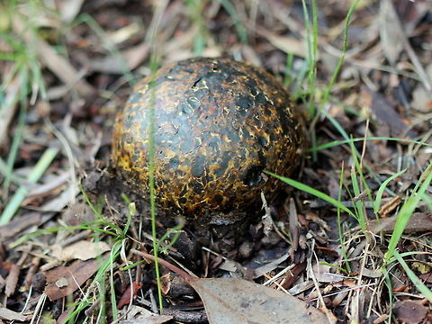 Horse Dung Fungus (Pisolithus) This puff ball is not yet ripe.  The dry spores are yet to develop.  These balls look like animal droppings.  
The European term "Truffles" indicates these are edible at this early stage.  I was not hungry.  
Pisolithus = piso (pea) + lithus (stone)  Australia,Fall,Geotagged,Pisolithus arrhizus,Pisolithus marmoratus,bohemian truffle,horse dung fungus