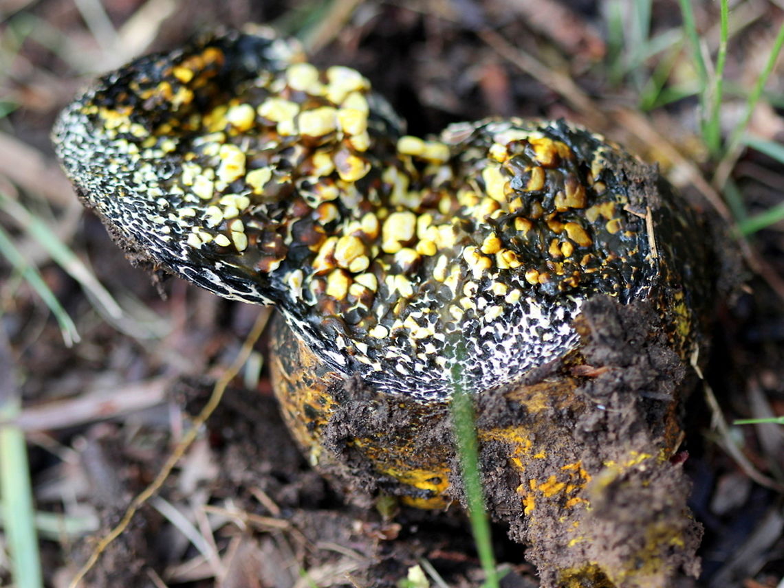 A Puff Ball Fungus   (Pisolithus marmoratus) A dissection to assist identification.   Australia,Fall,Geotagged,Pisolithus arrhizus,Pisolithus marmoratus,Pisolithus: marmoratus