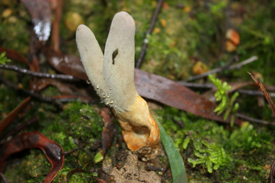 Cordyceps hawkesii  Australia,Cordyceps gunnii,Cordyceps hawkesii,Dark Vegetable Caterpillar,Fall,Geotagged