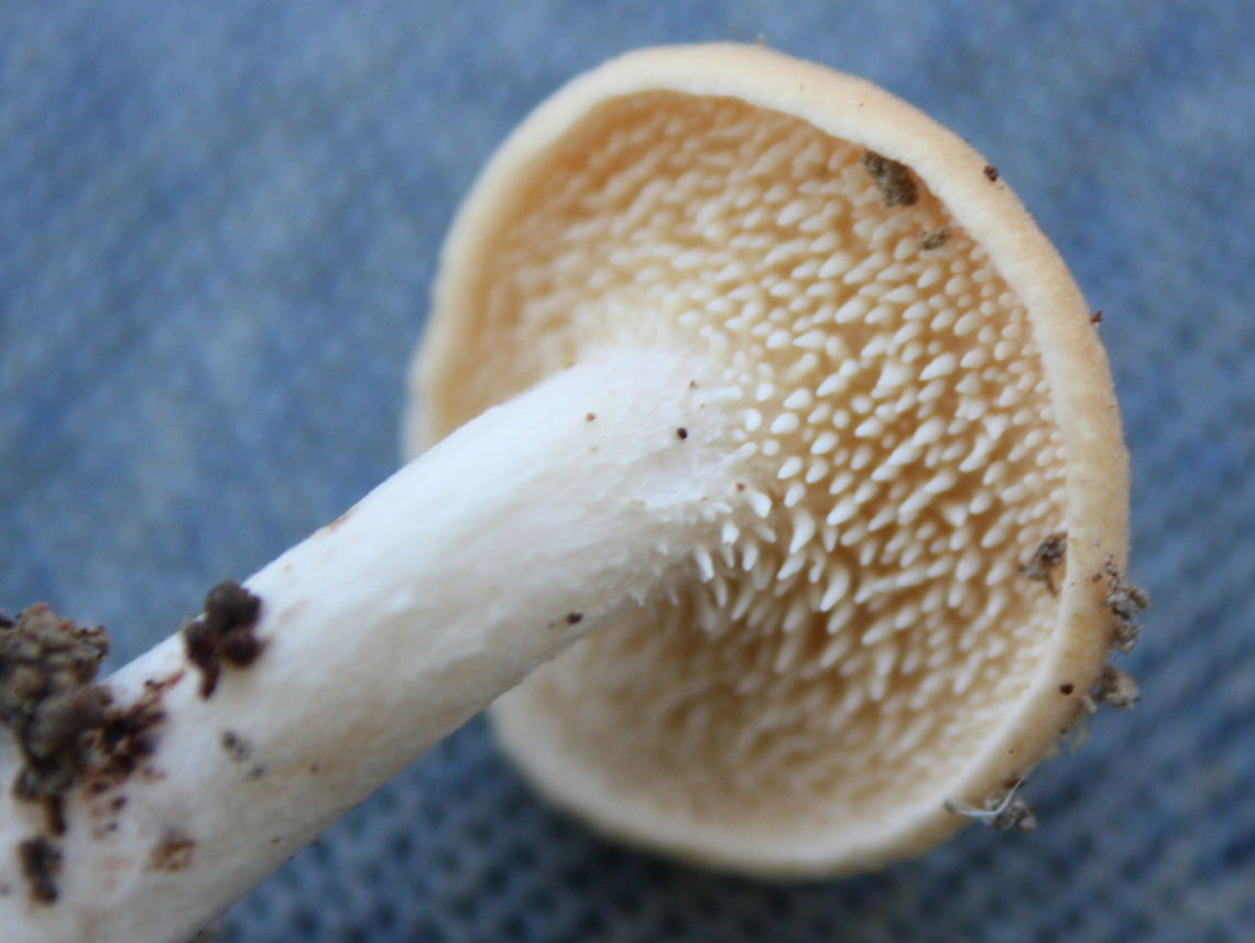 Wood Hedgehog (Hydnum repandum)  Australia,Geotagged,Hydnum repandum,Winter