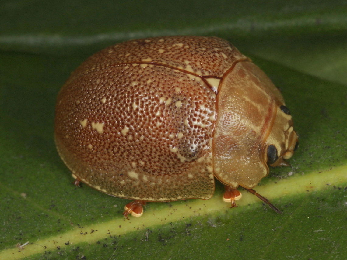Paropsis lutea  Australia,Fall,Geotagged,Paropsis lutea,paropsis