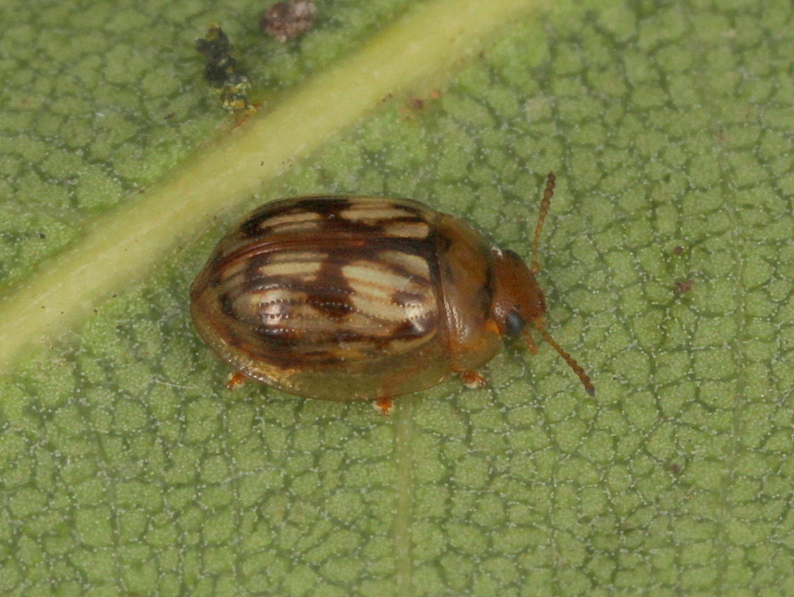 Peltoschema delicatula A tiny winter species on Acacia dealbata.  This species is 3mm long. Australia,Fall,Geotagged,Peltoschema,Peltoschema delicatula,peltoschema delicatula