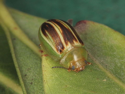 Peltoschema sp.  (near orphana) This species feeds on phyllodes acacias rather than silver wattle.
It is as bit more strongly colored than Peltoschema orphana and likely to be a different species.      Australia,Fall,Geotagged,Peltoschema
