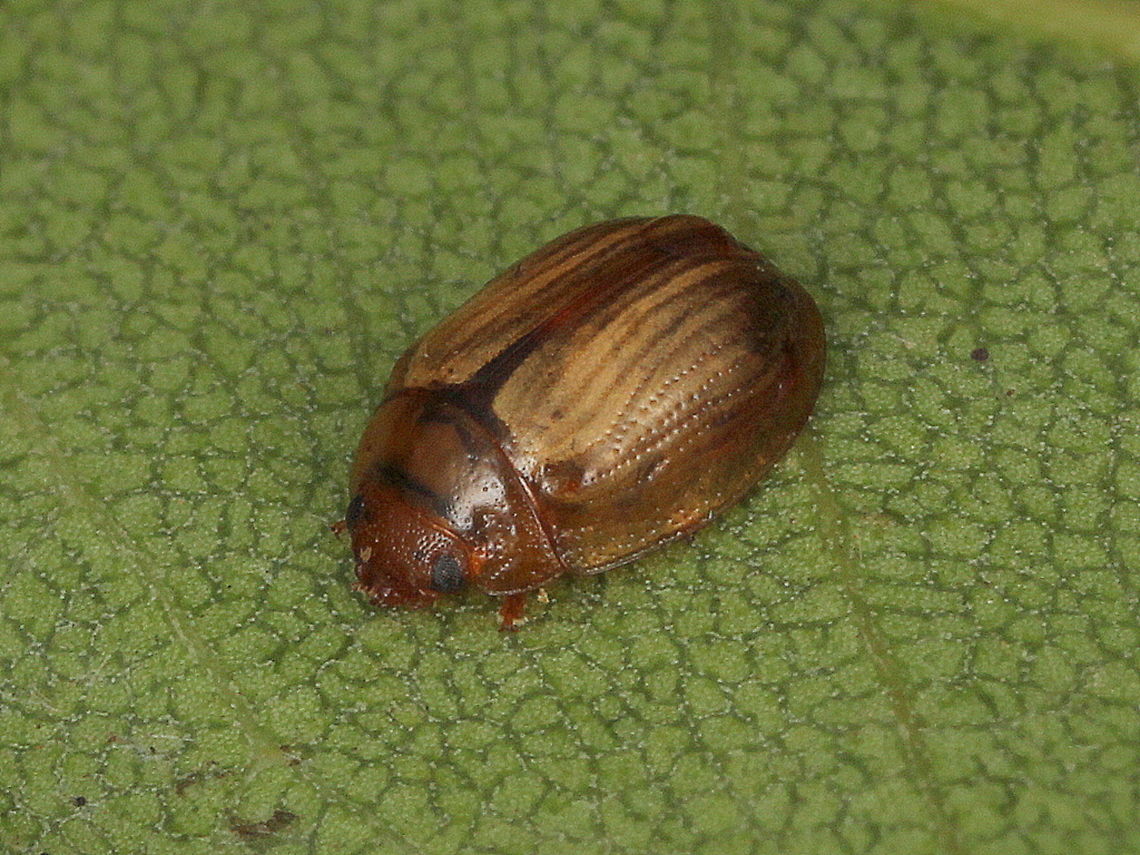 Peltoschema sp. (undetermined) This beetle weighs in at about 2.5mm.   Australia,Fall,Geotagged,peltoschema