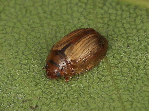 Peltoschema sp. (undetermined) This beetle weighs in at about 2.5mm.   Australia,Fall,Geotagged,peltoschema