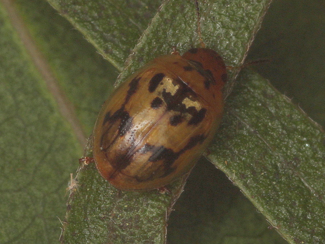 Peltoschema dryope  Australia,Geotagged,Peltoschema,Peltoschema dryope,Winter