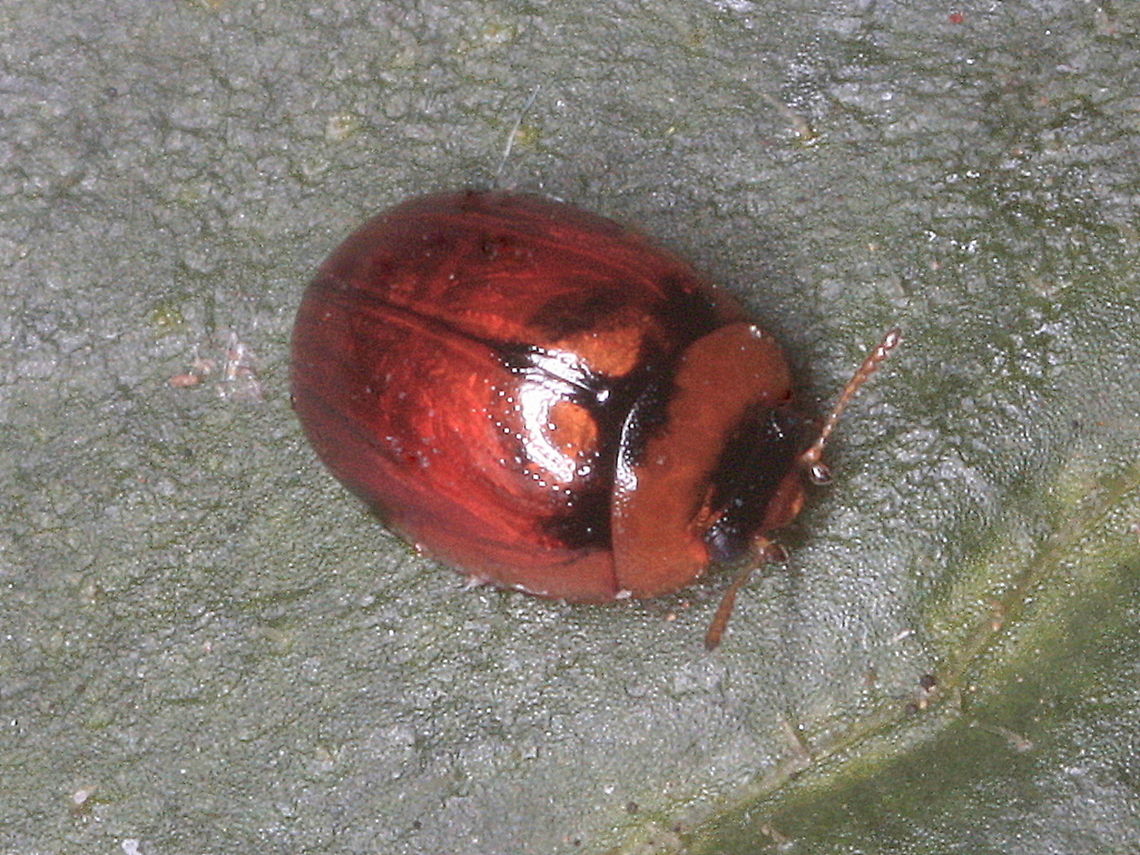 Peltoschema sp. (undetermined) On Acacia blossom  Australia,Geotagged,Peltoschema,Winter
