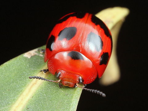 Paropsisterna octomaculata The most usual form of this common northern Australian beetle Australia,Fall,Geotagged,Paropsisterna,Paropsisterna octomaculata