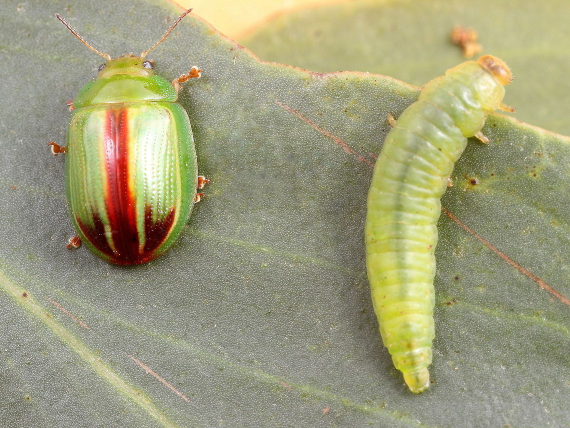 Peltoschema suturalis This is possibly the largest and most brightly colored of the winter Peltoschema species.  This was found on golden wattle and quite common.  Larvae will feed on flowers if they can and then they become yellow but there are no flowers yet.    <br />
The red variety is less common and might represent a cryptic species.   <br />
<a href="https://www.jungledragon.com/specie/8423/peltoschema-suturalis.html" rel="nofollow">https://www.jungledragon.com/specie/8423/peltoschema-suturalis.html</a>  Australia,Fall,Geotagged,Peltoschema,Peltoschema suturalis