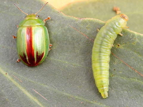 Peltoschema suturalis This is possibly the largest and most brightly colored of the winter Peltoschema species.  This was found on golden wattle and quite common.  Larvae will feed on flowers if they can and then they become yellow but there are no flowers yet.    
The red variety is less common and might represent a cryptic species.   
https://www.jungledragon.com/specie/8423/peltoschema-suturalis.html  Australia,Fall,Geotagged,Peltoschema,Peltoschema suturalis