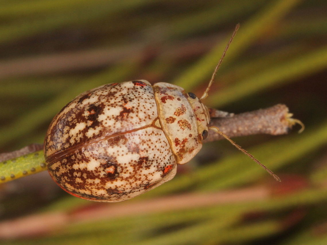 Paropsis confusa A small Paropsis at about 7mm.  What is confusing?  This is found on Baekia plants in Western Victoria and much of South Australia.   Paropsis almost all feed on Eucalyptus.     Australia,Geotagged,Paropsisterna confusa,Summer,paropsis,paropsis confusa