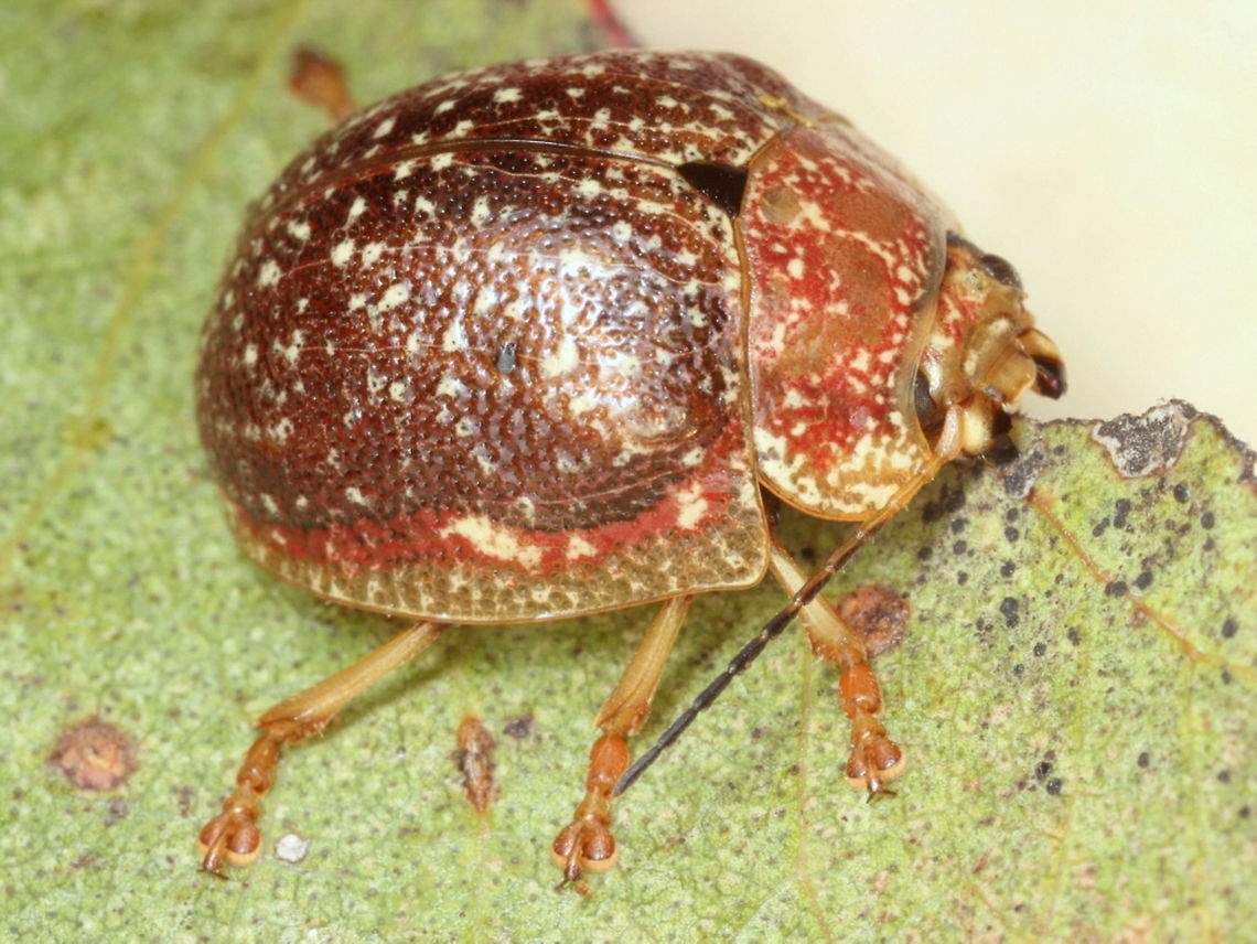 Paropsis lownei Similar to vaiolosa and rrthe ID s based on its montane locality and the dark brown color.    Australia,Geotagged,Paropsis,Paropsis lownei,Summer