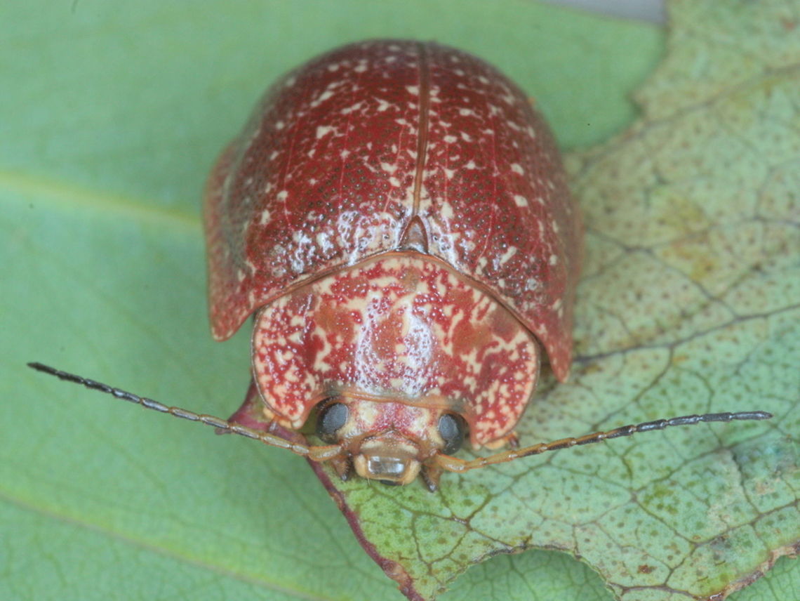 Paropsis variolosa A most variable and widespread beetle. Australia,Geotagged,Paropsis variolosa,Summer,paropsis